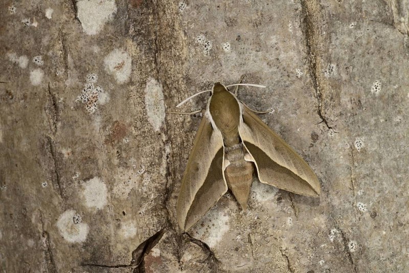 Seathorn Hawkmoth