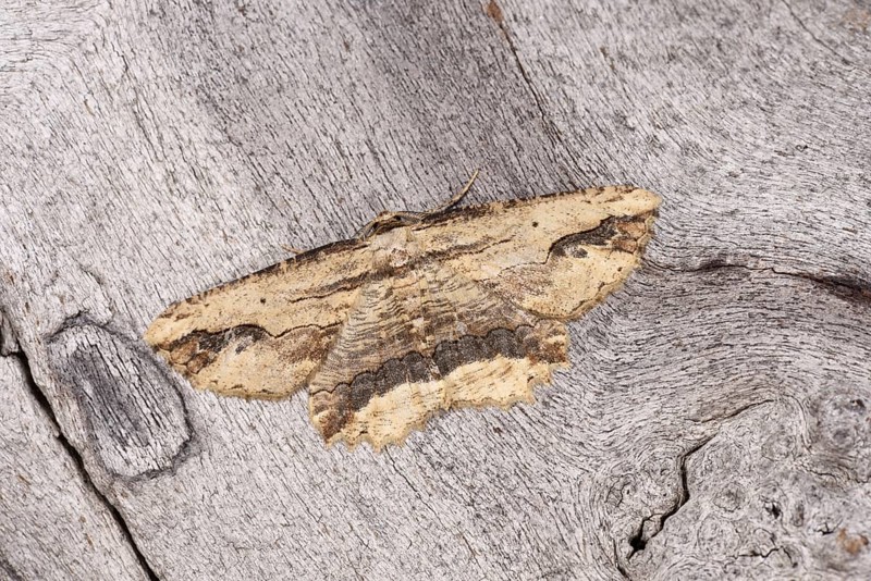 Waved Umber Moth
