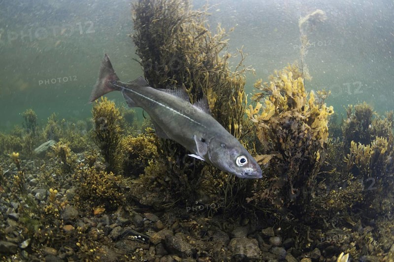 Coalfish
