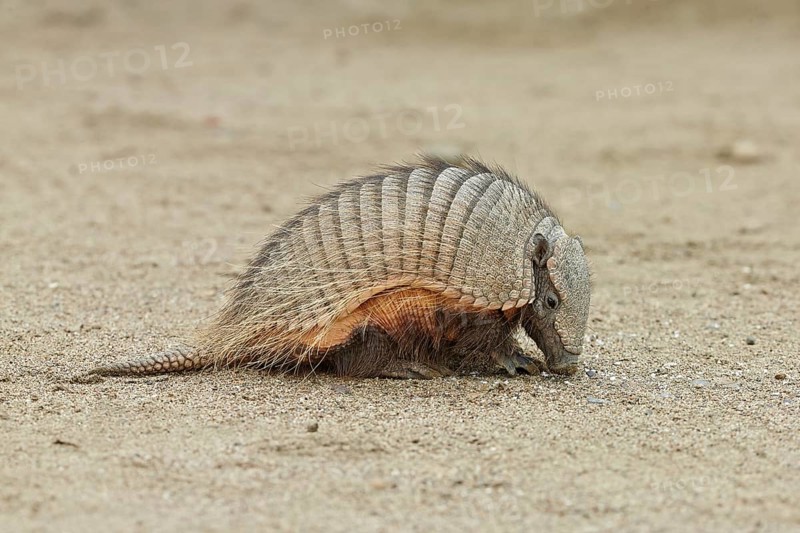 Big Hairy Armadillo