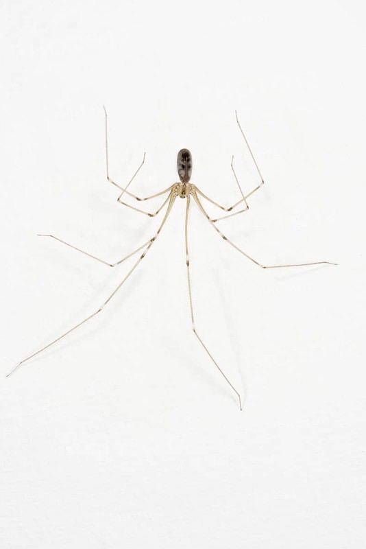 Long-legged Cellar Spider