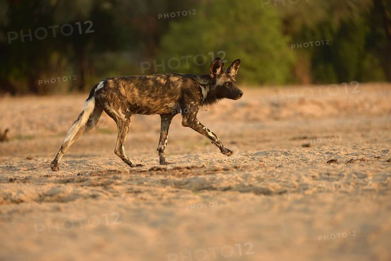 African Wild Dog