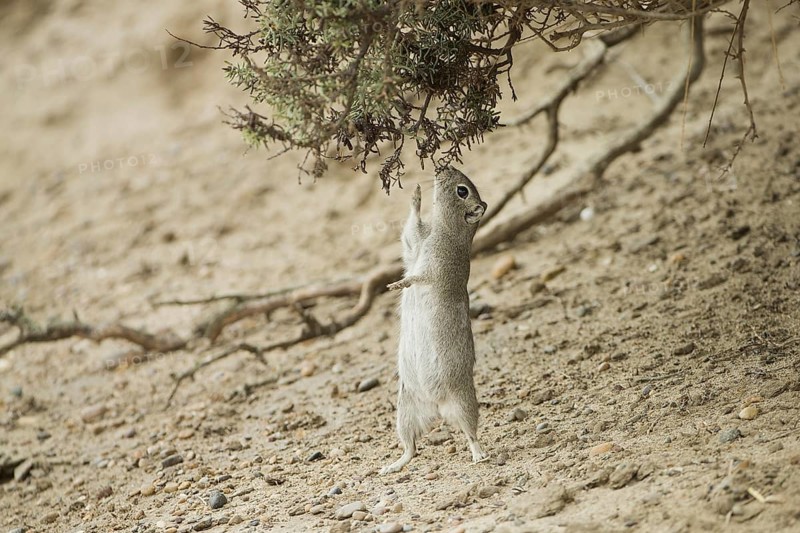 Southern Mountain Cavy