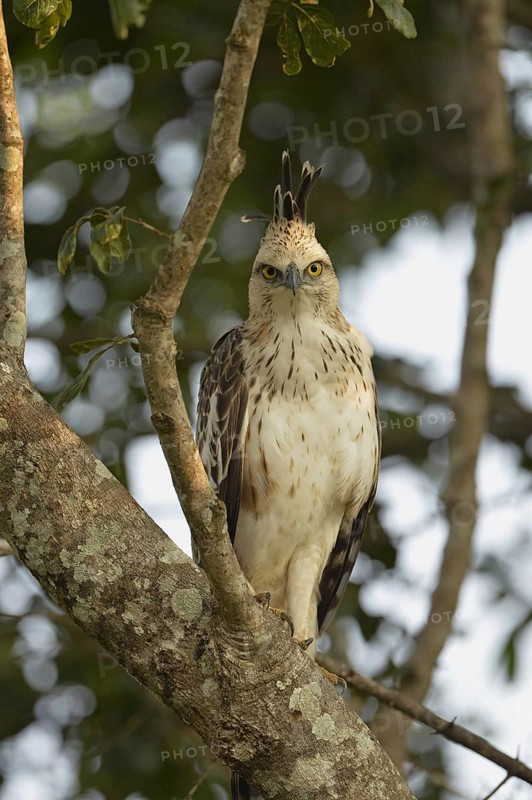 Changeable Hawk-eagle
