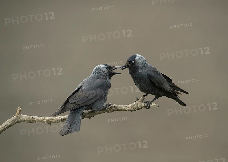 Jackdaw