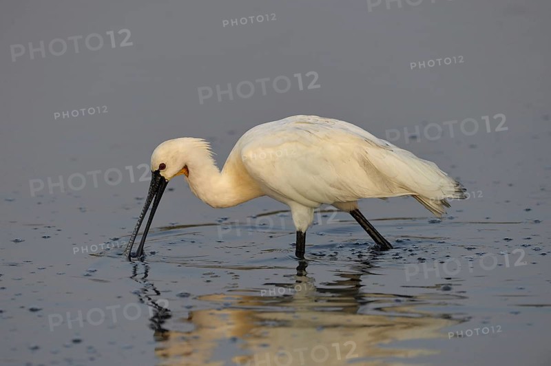 Eurasian Spoonbill
