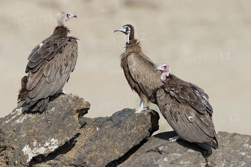 Hooded Vulture