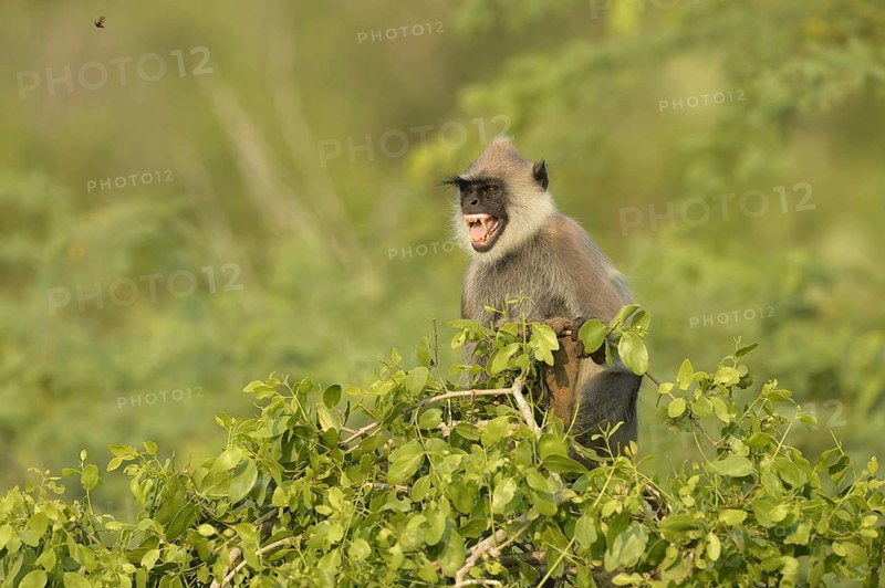 Tufted Grey Langur
