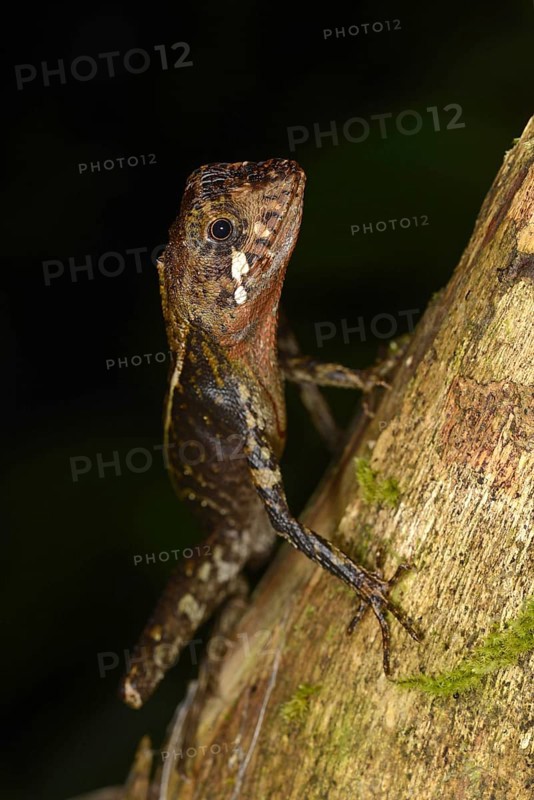 Brown-patched Kangaroo Lizard