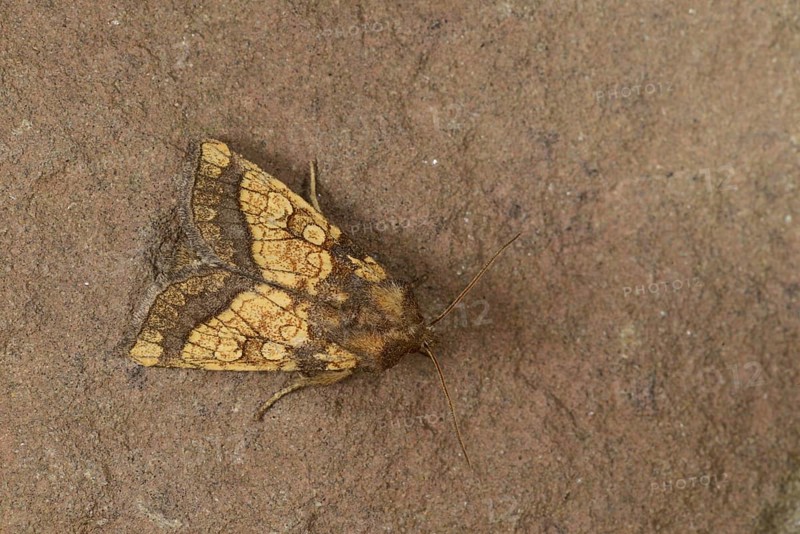 Frosted Orange Moth