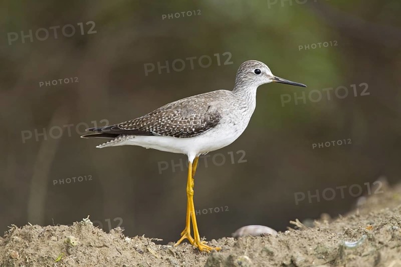 Lesser Yellowlegs