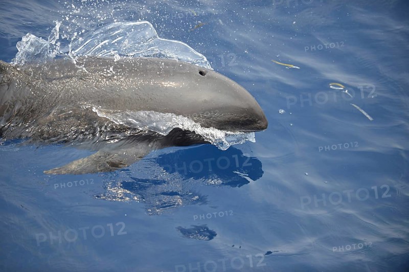 Melon-headed Whale