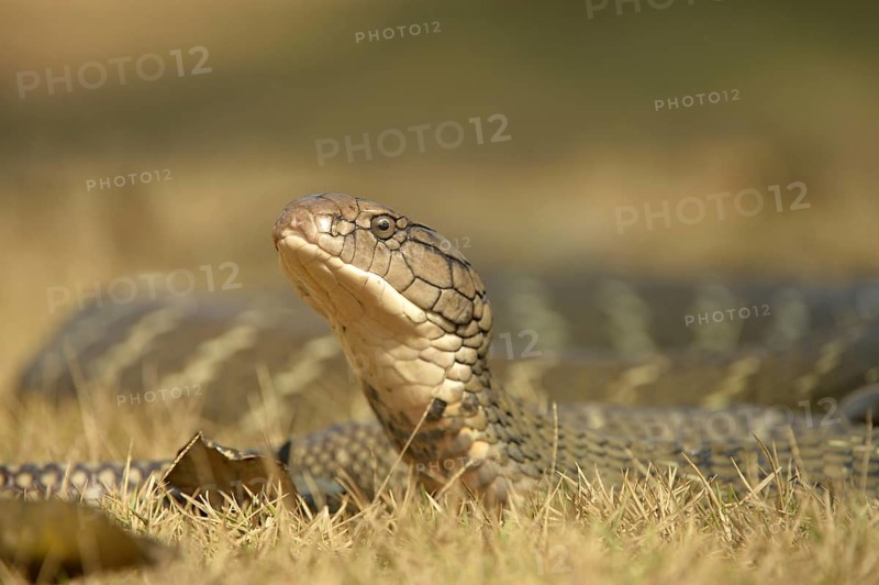 King Cobra