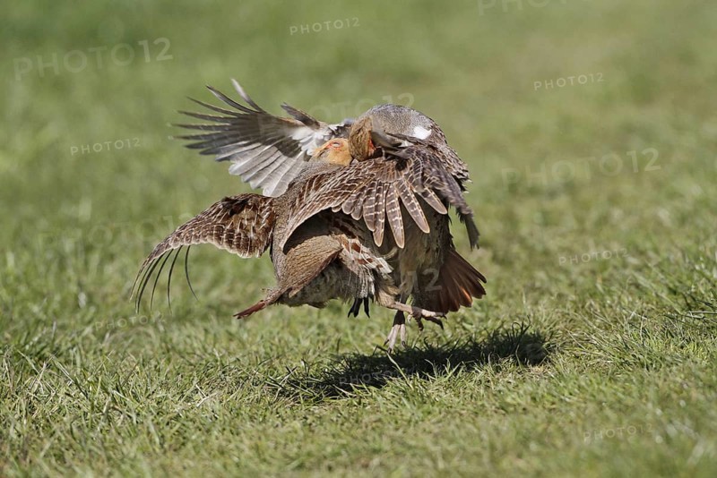 Grey Partridge
