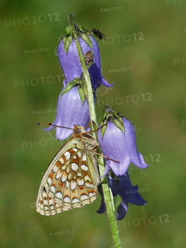Niobe Fritillary