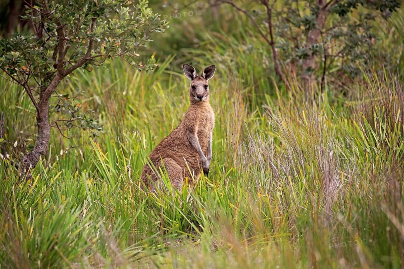 Eastern Grey Kangaroo