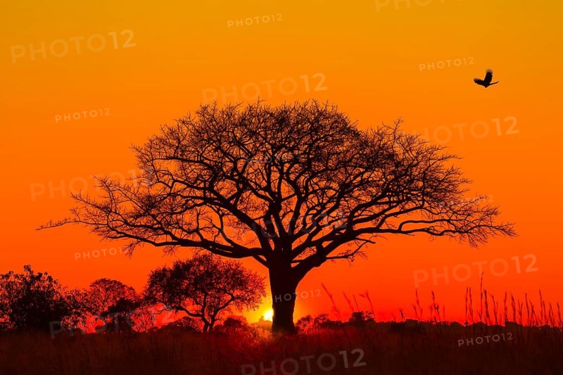 Silhouette of umbrella thorn acacia