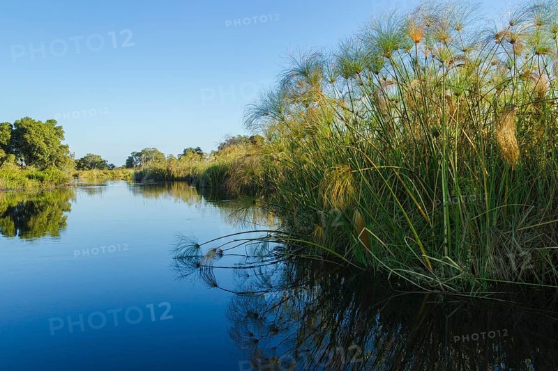 River and Papyrus