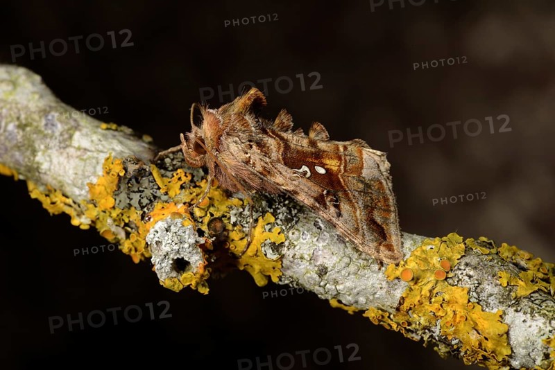 Beautiful Golden Y Moth