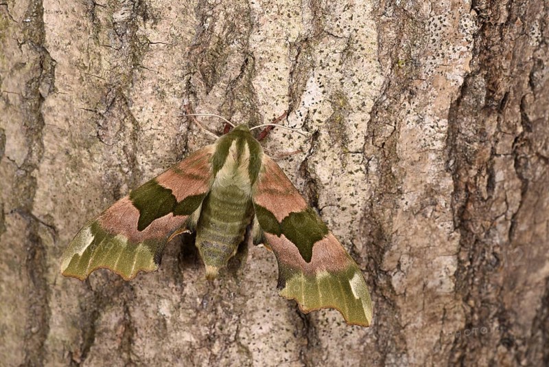 Lime Hawk Moth