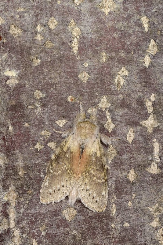Lobster Moth