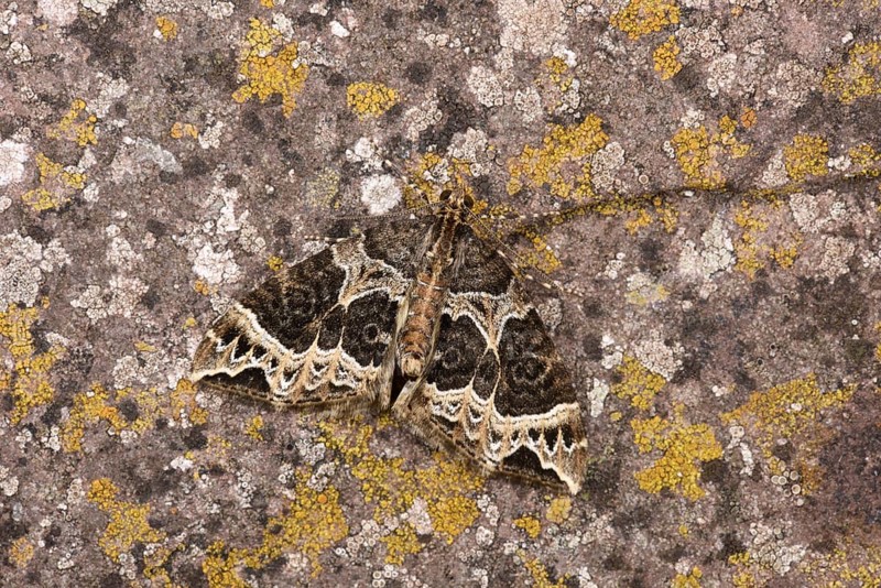 Small Phoenix Moth
