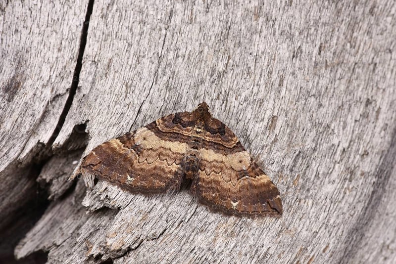 Shoulder Stripe Moth