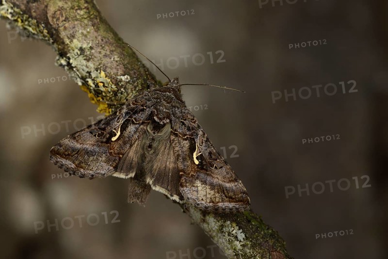 Silver Y Moth