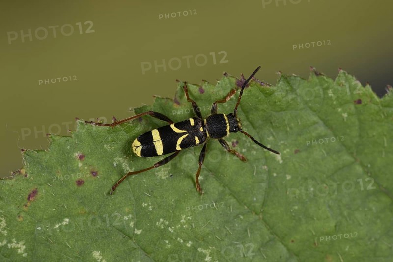 Wasp Beetle