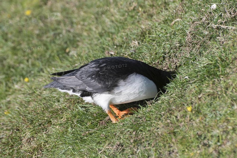 Puffin