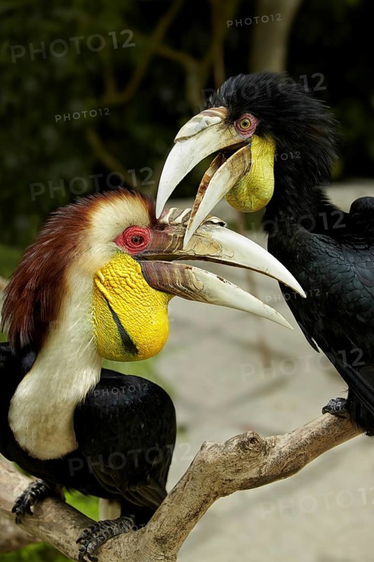 Wreathed Hornbill