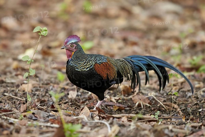 Green Junglefowl