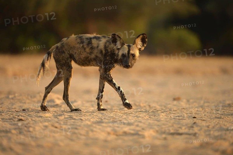 African Wild Dog