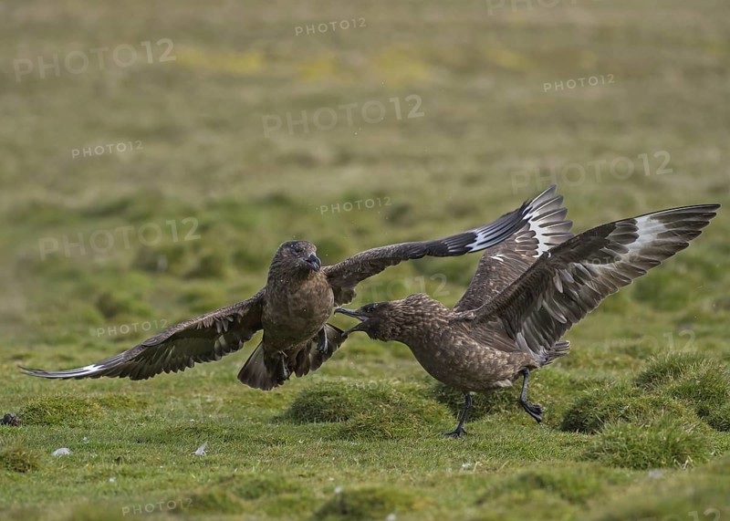 Great Skuas