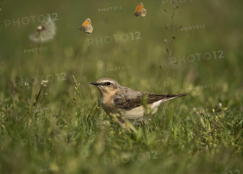 Northern Wheatear