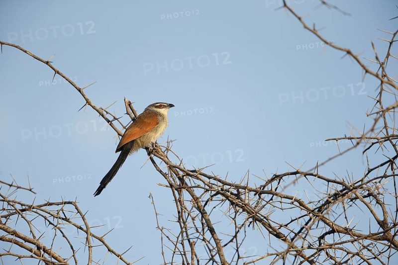 White-browed Coucal