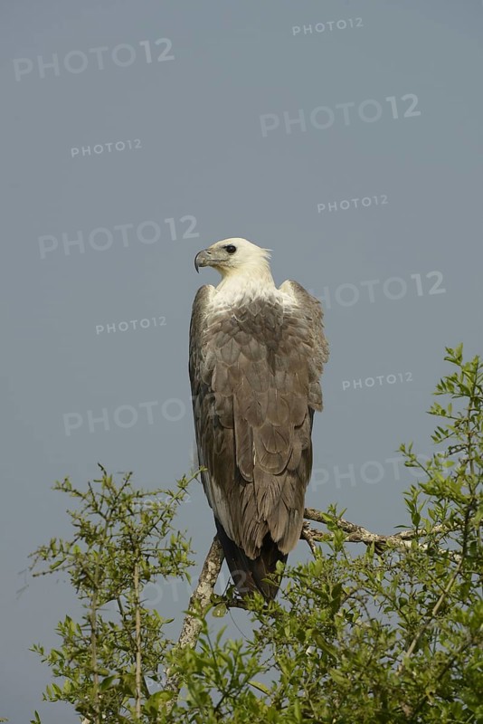 White-bellied Fish-eagle