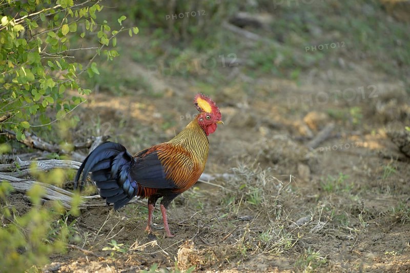 Ceylon Junglefowl
