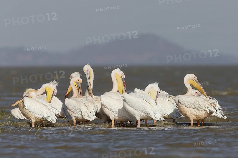 Great White Pelicans