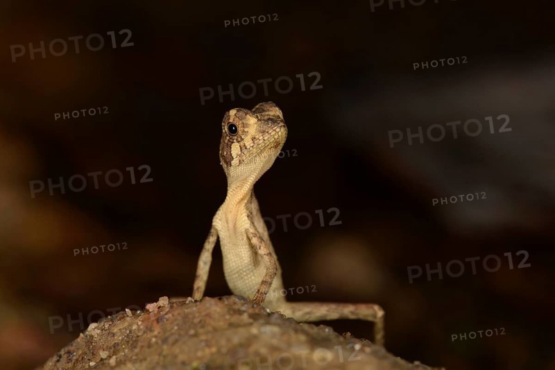 Brown-patched Kangaroo Lizard