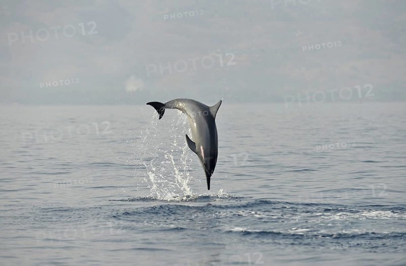 Spinner Dolphin