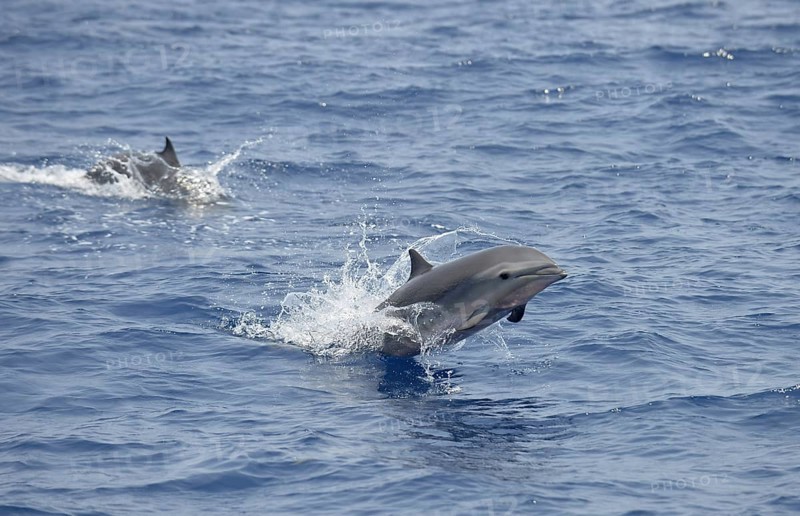 Fraser's Dolphins