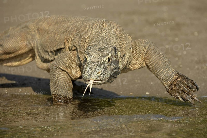 Komodo Dragon