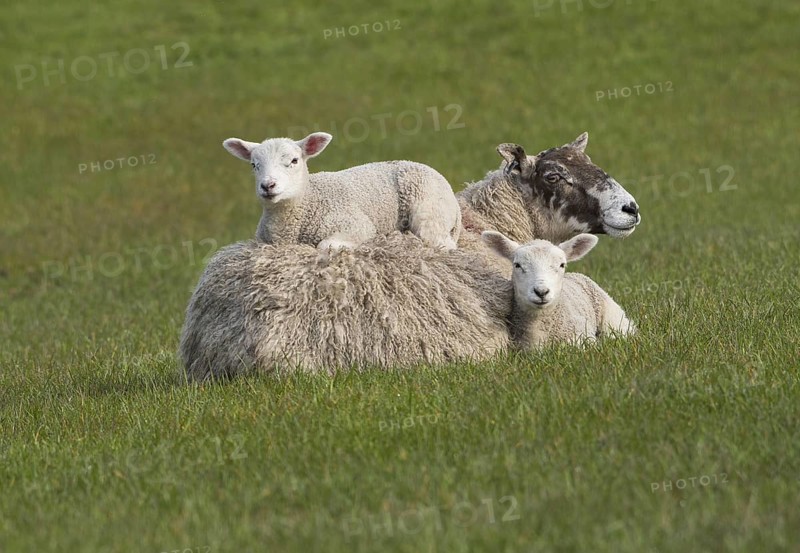 Domestic Sheep