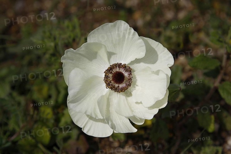 Crown Anemone