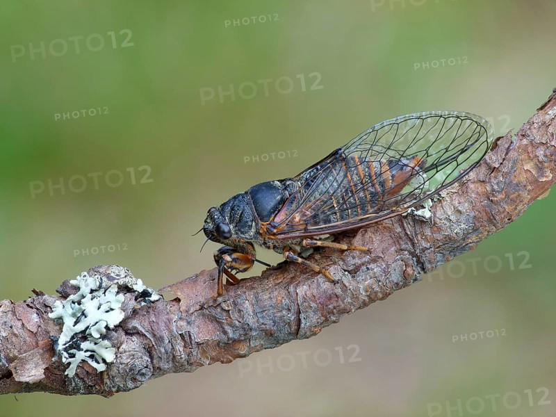 Mountain Cicada