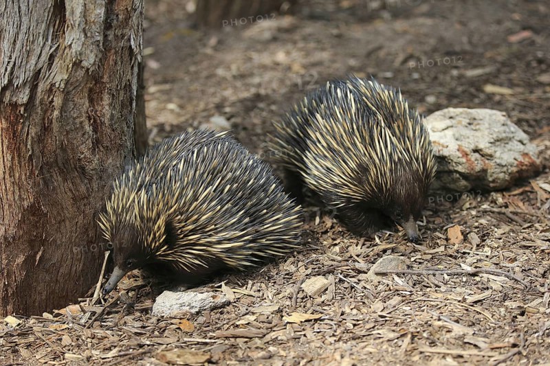 Short-beaked Echidna