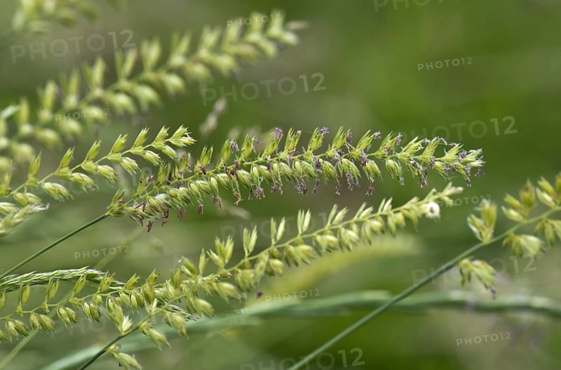 Crested dog's-tail