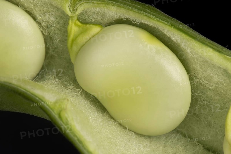 Broad bean in its pod