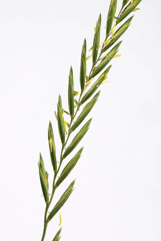 Couch grass